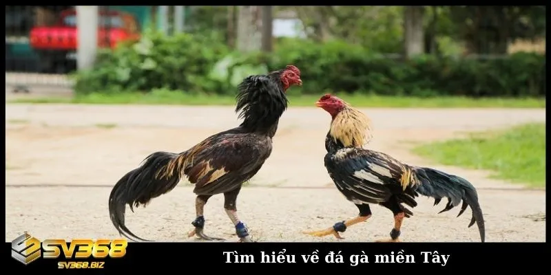 Đá gà miền tây có gì đặc sắc? Các thể loại đấu gà miền Tây 2 Đá gà cựa sắt miền Tây mang đến sự hấp dẫn và kịch tính
